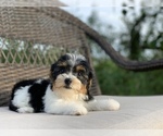 Small Photo #3 Yorkshire Terrier Puppy For Sale in HOUSTON, TX, USA