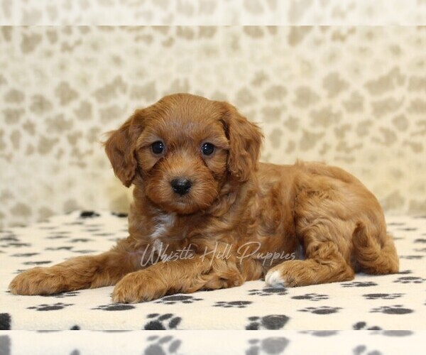 Medium Photo #2 Cavapoo Puppy For Sale in DENVER, PA, USA