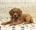 Small #1 Cavapoo