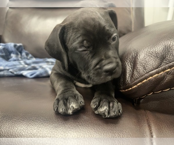 Medium Photo #43 American Bully Puppy For Sale in REESEVILLE, WI, USA