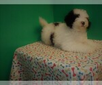Small Photo #2 Miniature Bernedoodle Puppy For Sale in PATERSON, NJ, USA