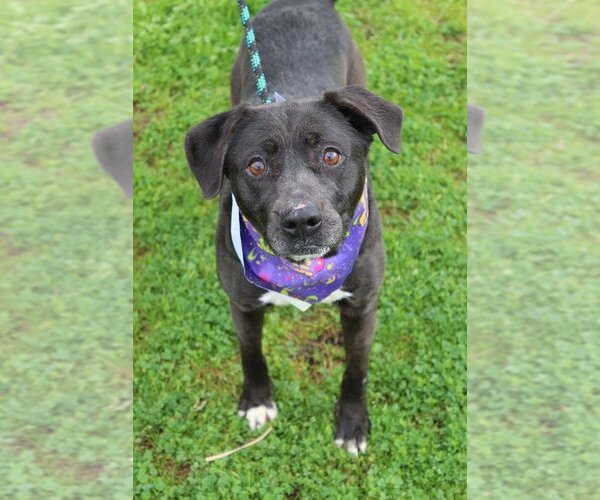 Medium Photo #4 Mutt Puppy For Sale in Abbeville, LA, USA