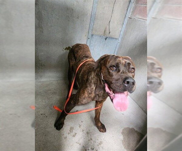 Medium Photo #1 Mastiff Puppy For Sale in San Bernardino, CA, USA