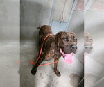 Small Mastiff