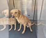 Small Chihuahua Mix