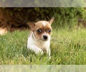 Chihuahua-Unknown Mix Dogs for adoption in MIDWAY, UT, USA