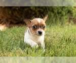 Small Chihuahua Mix