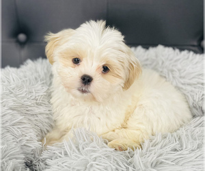 Hava-Apso Puppy for sale in CINCINNATI, OH, USA