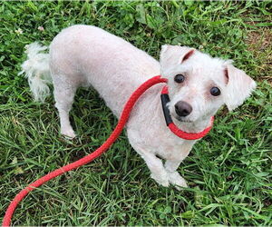 Bichon Frise Dogs for adoption in Walnutport, PA, USA