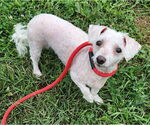 Small Bichon Frise