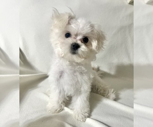 Maltese Puppy for sale in VALDOSTA, GA, USA