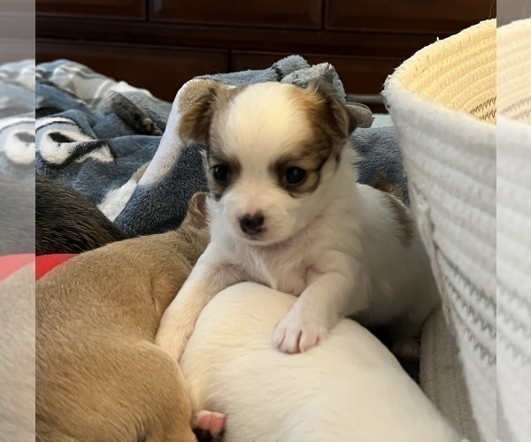 Medium Photo #1 Chihuahua Puppy For Sale in COLUMBIA, SC, USA
