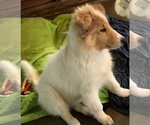 Small Photo #2 Collie Puppy For Sale in CHISAGO CITY, MN, USA