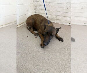Mutt Dogs for adoption in San Bernardino, CA, USA