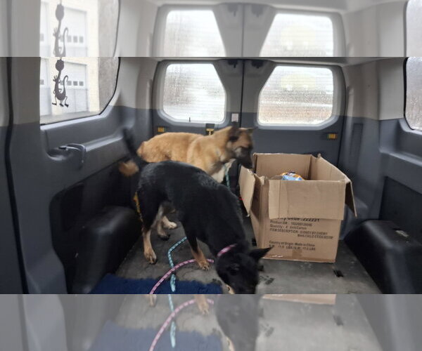 Medium Photo #28 German Shepherd Dog-Unknown Mix Puppy For Sale in Sebec, ME, USA