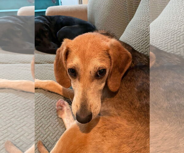 Medium Photo #4 Beagle-Unknown Mix Puppy For Sale in Mount Pleasant, SC, USA