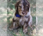 Puppy Oak Goldendoodle