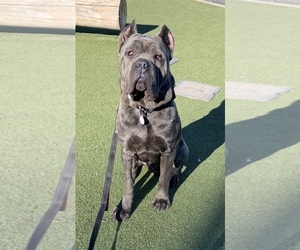 Father of the Cane Corso puppies born on 03/10/2022