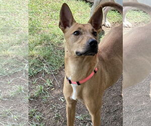 Jupiter - Female Lab-Pointer Dog for Adoption - Photo #2