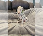 Puppy Lime Green Dalmatian