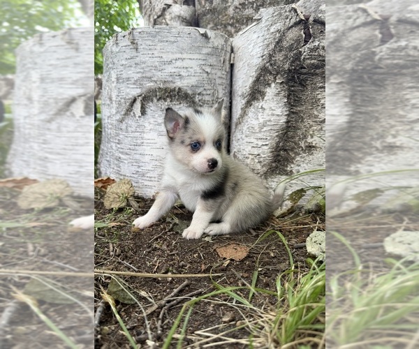 Medium Photo #2 Alaskan Klee Kai-Pomsky Mix Puppy For Sale in STAPLES, MN, USA