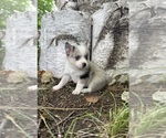 Small #1 Alaskan Klee Kai-Pomsky Mix