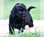 Small Photo #50 Goldendoodle (Miniature) Puppy For Sale in WARSAW, IN, USA