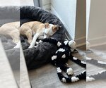 Small Photo #44 Labrador Retriever-Unknown Mix Puppy For Sale in San Diego, CA, USA