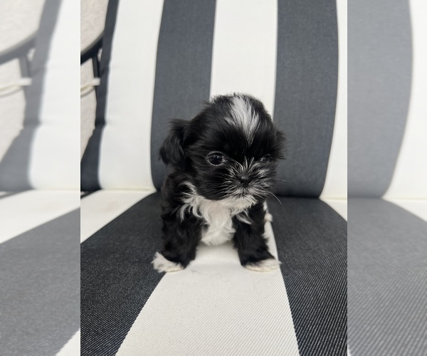 Medium Photo #5 Shih Tzu Puppy For Sale in BEAVER, UT, USA