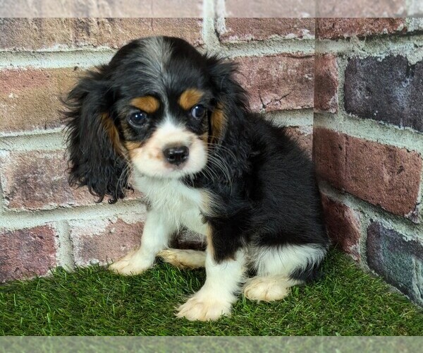 Medium Photo #7 Cavalier King Charles Spaniel Puppy For Sale in MOBERLY, MO, USA
