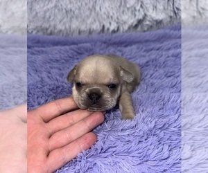 French Bulldog Puppy for sale in SANDY HOOK, KY, USA