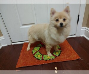 Pomeranian Puppy for Sale in CITRONELLE, Alabama USA