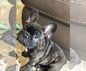 French Bulldog Puppy for sale in BUCHANAN DAM, TX, USA