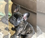 Small Photo #1 French Bulldog Puppy For Sale in BUCHANAN DAM, TX, USA