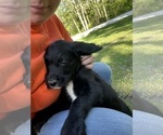 Small #11 Labradoodle