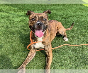 Mutt Dogs for adoption in Orange, CA, USA