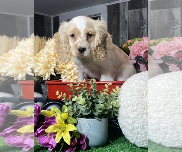 Medium Photo #3 Cocker Spaniel Puppy For Sale in CANOGA, NY, USA