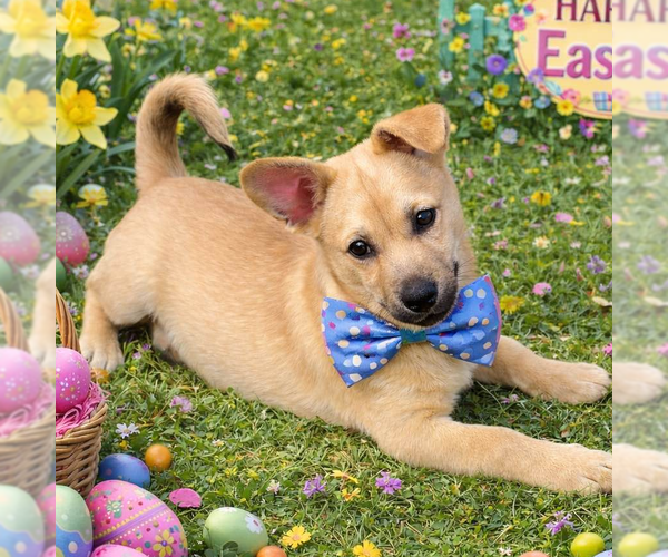 Medium Photo #2 Chiweenie Puppy For Sale in Yardley, PA, USA