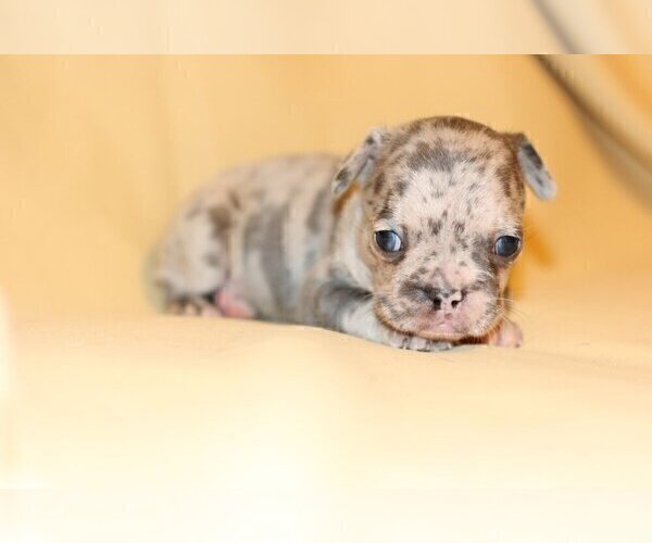 Medium Photo #1 French Bulldog Puppy For Sale in SAINT PETERSBURG, FL, USA