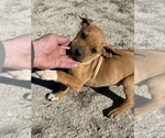 Small Photo #116 Rhodesian Ridgeback Puppy For Sale in MORONGO VALLEY, CA, USA