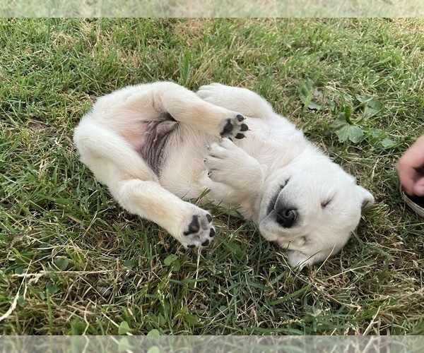 Medium Photo #1 Labrador Retriever Puppy For Sale in WASHBURN, MO, USA
