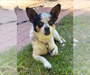 Chihuahua Dogs for adoption in Santa Barbara, CA, USA