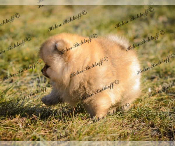 Medium Photo #6 Pomeranian Puppy For Sale in Chisinau, Chisinau Municipality, Moldova