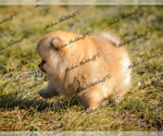 Small Photo #6 Pomeranian Puppy For Sale in Chisinau, Chisinau Municipality, Moldova