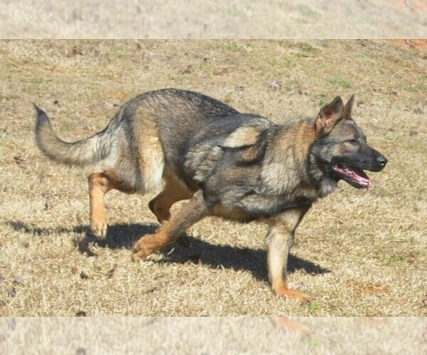 Medium Photo #1 German Shepherd Dog Puppy For Sale in POWDER SPRINGS, GA, USA