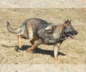Mother of the German Shepherd Dog puppies born on 08/04/2026