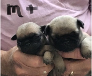 Pug Puppy for sale in BELLEVIEW, FL, USA