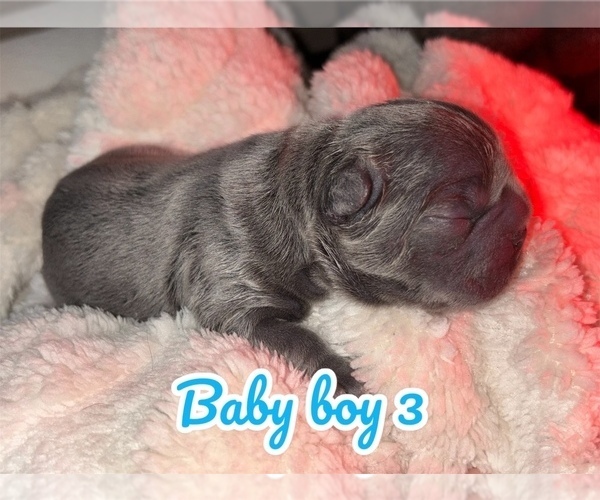 Medium Photo #3 French Bulldog Puppy For Sale in FRANKLIN, IN, USA