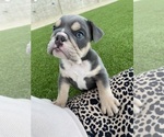 Small Photo #3 Bulldog Puppy For Sale in COVINGTON, WA, USA