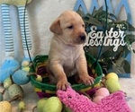 Small Photo #3 Labrador Retriever Puppy For Sale in BONAIRE, GA, USA